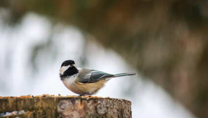 Black-capped Chickadee looking toward camera on snowy tree stump © Claudia