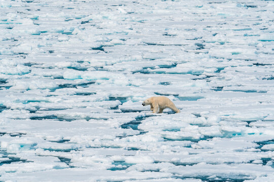 View of a polar bear walking across fragmented sea ice floes under bright daylight in the Arctic wilderness Svalbard and Jan Mayen.