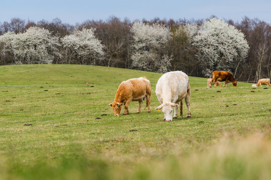 Two Grazing Cows in Hilly Pasture Landscape in Mecklenburg-Vorpommern