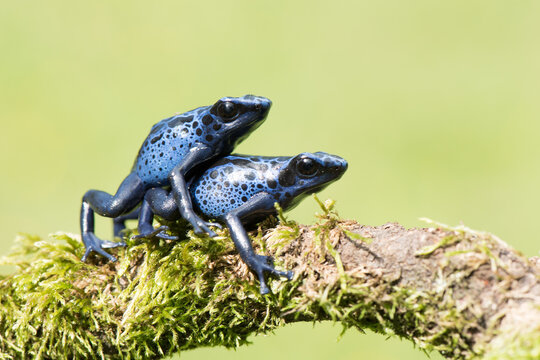 Pair of blue poison dart frogs mating on a mossy branch in a tropical rainforest habitat with wildlife