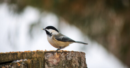 Black-capped Chickadee holding seed on snowy tree stump © Claudia