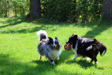 Obraz premium Two happy sheltie dogs playing together in a green summer garden with flowers and forest background. Energetic shetland sheepdogs enjoying outdoor activity in natural sunlight.