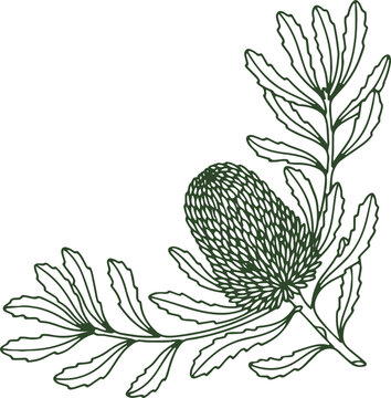 Banksia Flower Botanical Line Art Illustration Corner Element