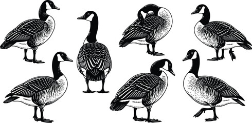 Collection of canadian geese in various poses © ALO