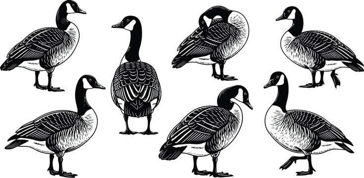 Collection of canadian geese in various poses