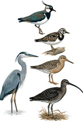 Obraz premium Detailed vintage watercolor wading birds collection set including grey heron curlew and lapwing isolated on a clean white background vector illustration