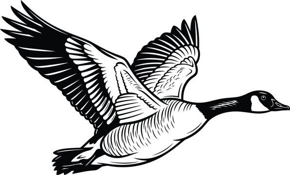 Flying canada goose silhouette illustration