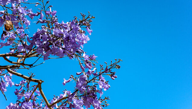 Jacaranda mimosifolia, com&uacute;nmente llamado jacarand&aacute; azul o tarco, &aacute;rbol subtropical de la familia Bignoniaceae oriundo de Sudam&eacute;rica cultivado por sus vistosas y duraderas flores violetas.