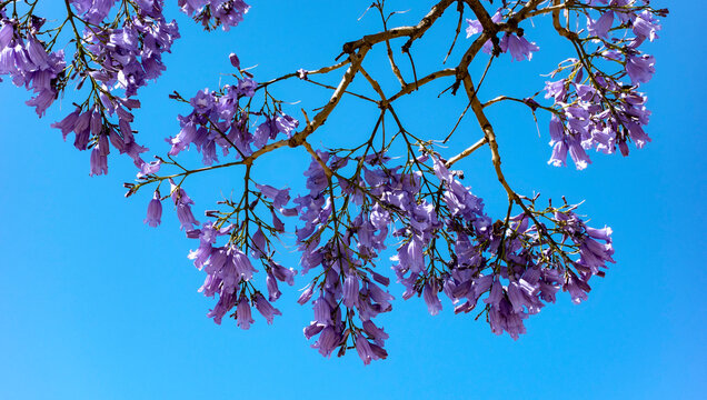 Jacaranda mimosifolia, com&uacute;nmente llamado jacarand&aacute; azul o tarco, &aacute;rbol subtropical de la familia Bignoniaceae oriundo de Sudam&eacute;rica cultivado por sus vistosas y duraderas flores violetas.