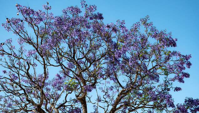 Jacaranda mimosifolia, com&uacute;nmente llamado jacarand&aacute; azul o tarco, &aacute;rbol subtropical de la familia Bignoniaceae oriundo de Sudam&eacute;rica cultivado por sus vistosas y duraderas flores violetas.