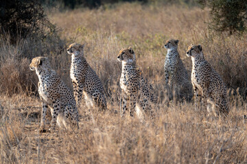 Cheetahs in Amboseli Park, Kenya © Yao