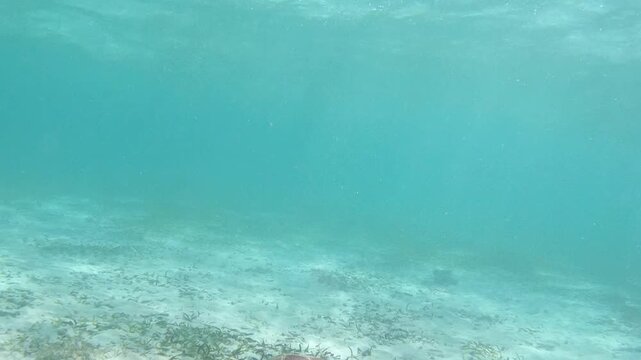 The green sea turtle (Chelonia mydas) with cleane fish is greazing on seagrass. Green sea turtles have a variety of parasites including barnacles, leeches, protozoans, cestodes, and nematodes.
