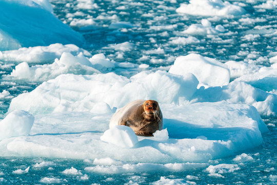 View of a bearded seal resting on a white ice floe surrounded by floating ice chunks in the blue arctic water near Lilliehookbreen, Svalbard, Svalbard and Jan Mayen.