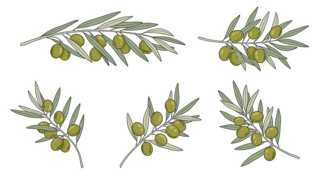 Set of detailed hand drawn sketches showing olive tree branches with green olives and leaves on a clean white background.