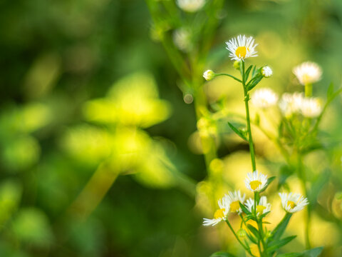 Wild daisies in dreamy green sunlight