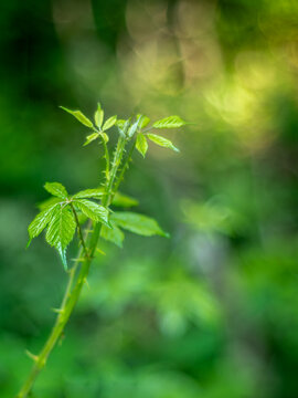 Fresh green plant with dreamy natural bokeh