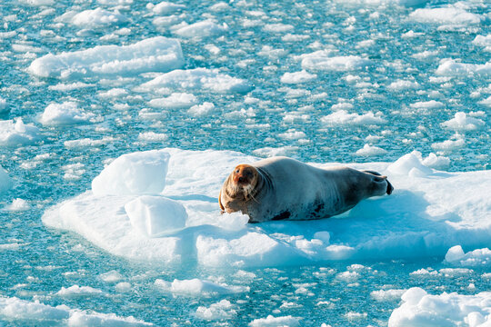 View of a bearded seal resting on a floating ice floe in the turquoise waters near Lilliehookbreen glacier Svalbard, Svalbard and Jan Mayen.