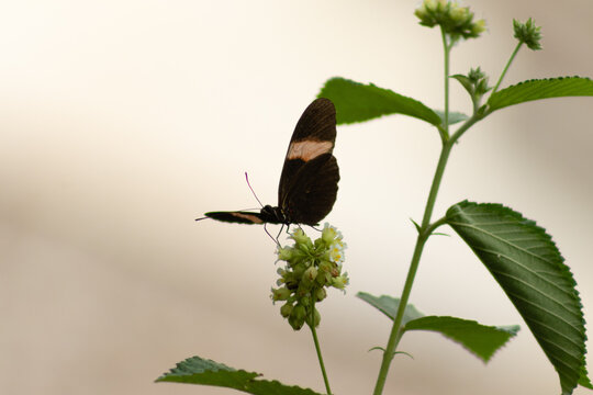 Mariposa hermosa disfrutando un una planta 