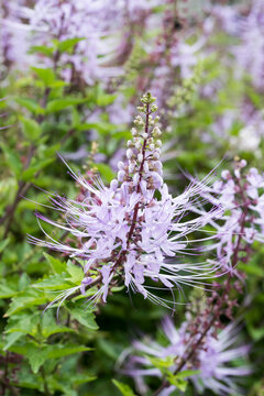 Beautiful Cat's Whiskers flowers.