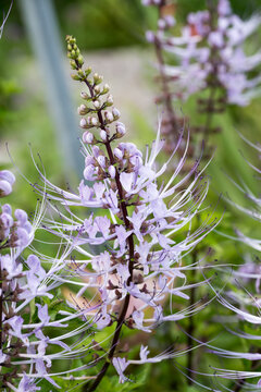 Beautiful Cat's Whiskers flowers.