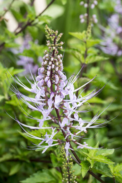 Beautiful Cat's Whiskers flowers.