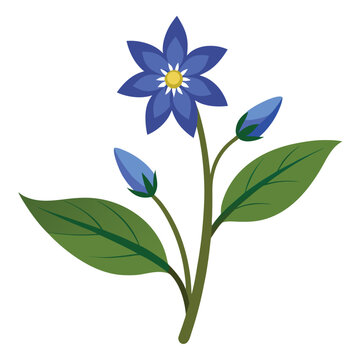 borage flower on white
