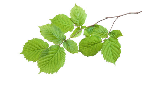 Small  Hazel branch with fresh green leaves isolated on white background.