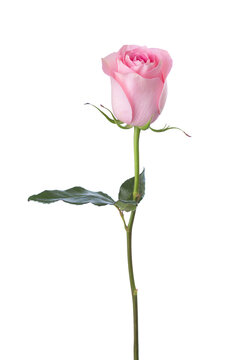  Rose of light  pink color isolated on white background.