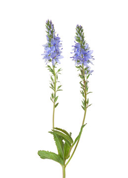 Sprig with light blue Veronica Prostrata flowers isolated on white background