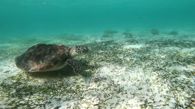 The green sea turtle (Chelonia mydas) with cleane fish is greazing on seagrass. Green sea turtles have a variety of parasites including barnacles, leeches, protozoans, cestodes, and nematodes.