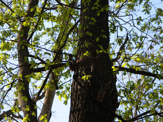Fototapeta premium Great spotted woodpecker sitting on tree trunk in spring. Small fresh green leaves surround the bird in soft natural woodland light.