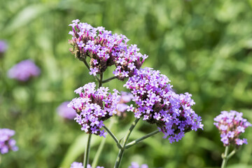 Fototapeta premium Beautiful Brazilian Verbena (Verbena brasiliensis) flowers.