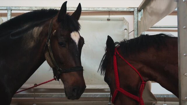 Two brown horses in a barn stall wearing halters showing quiet companionship and gentle interaction, 4K