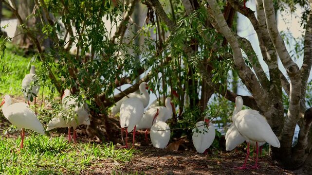 Flock of white ibises standing under tropical trees near water