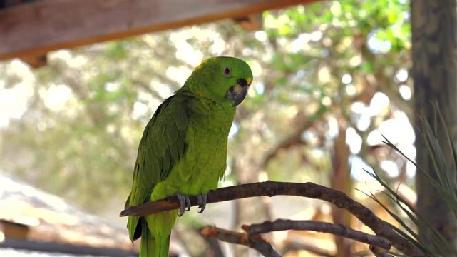 Green parrot with vivid feathers in warm tropical sunlight