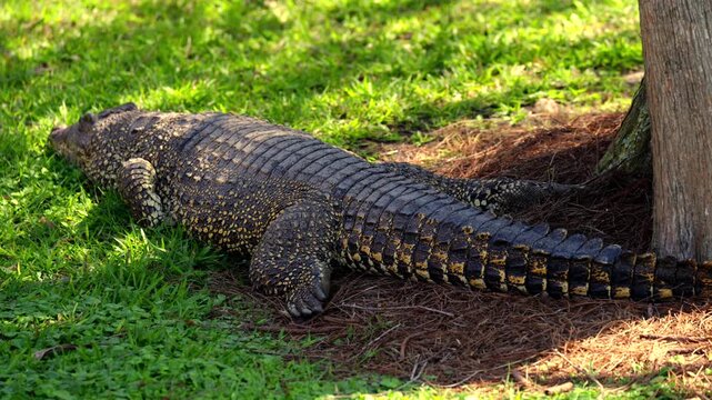 Close up of American alligator in sunny natural habitat