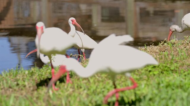 Close up of white ibises in shallow depth of field
