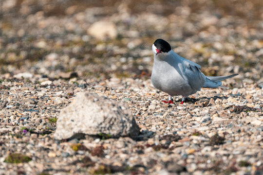 View of an Arctic Tern standing on the rocky ground with its distinctive black cap and red beak in Ny-Alesund, Svalbard, Svalbard and Jan Mayen.