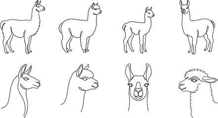 Continuous One Line Llama and Alpaca Vector Art Set Featuring Minimalist Camelid Outlines, Fluffy Coats, and Head Portrait Badges for Modern Logo Designs © Mustak