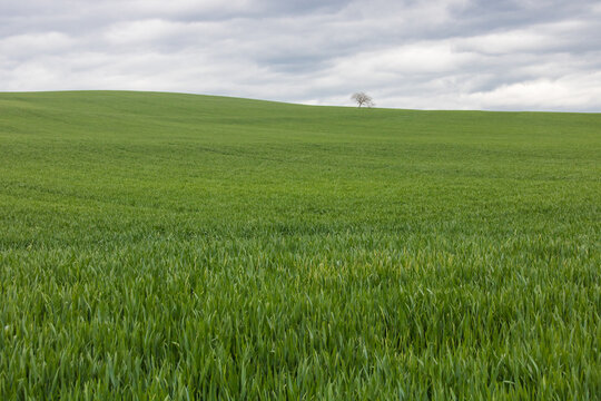	
grand champ cultiv&eacute; au printemps avec un arbre seul au milieu. Un mod&egrave;le d'agriculture intensive favorisant la monoculture avec utilisation d'engrais chimique et de pesticides.