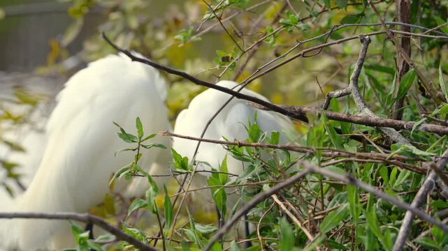 Two white snowy egrets among dense foliage and tangled branches