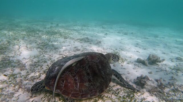 The green sea turtle (Chelonia mydas) with cleane fish is greazing on seagrass. Green sea turtles have a variety of parasites including barnacles, leeches, protozoans, cestodes, and nematodes.