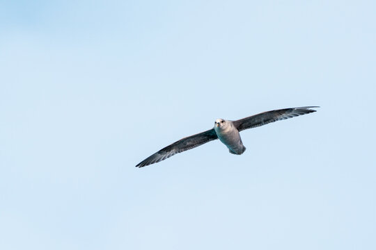 View of a northern fulmar flying with wings spread against a clear blue sky in Svalbard, Svalbard and Jan Mayen.