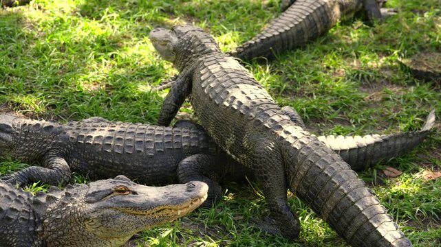 Group of American alligators resting in bright natural sunlight