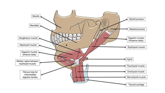 Human Neck Musculature Labeled Anatomy Diagram. Suprahyoid and Infrahyoid Muscles with Maxilla and Mandible Educational Chart Vector
