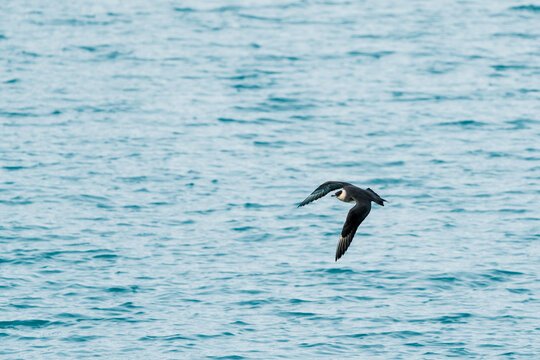 View of a parasitic jaeger flying over the turquoise arctic waters near the Lilliehookbreen glacier in Svalbard, Svalbard and Jan Mayen.