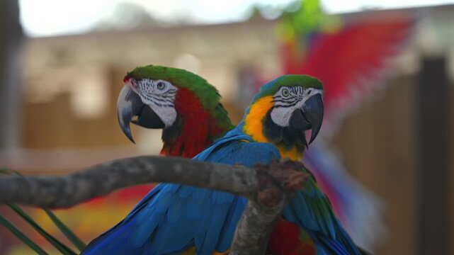 Close up of colorful macaws with vibrant feathers and soft background