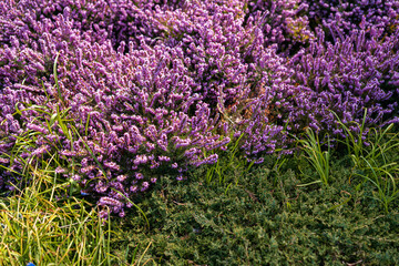 Obraz premium Blooming Pink Erica Carnea Winter Heath Flowers in Spring Garden on Sunny April Morning Close-up of Vibrant Alpine Heath Groundcover and Evergreen Foliage