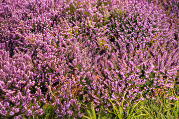 Obraz premium Blooming Pink Erica Carnea Winter Heath Flowers in Spring Garden on Sunny April Morning Close-up of Vibrant Alpine Heath Groundcover and Evergreen Foliage