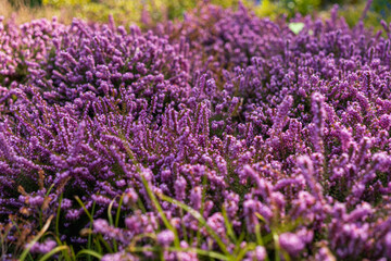 Obraz premium Blooming Pink Erica Carnea Winter Heath Flowers in Spring Garden on Sunny April Morning Close-up of Vibrant Alpine Heath Groundcover and Evergreen Foliage